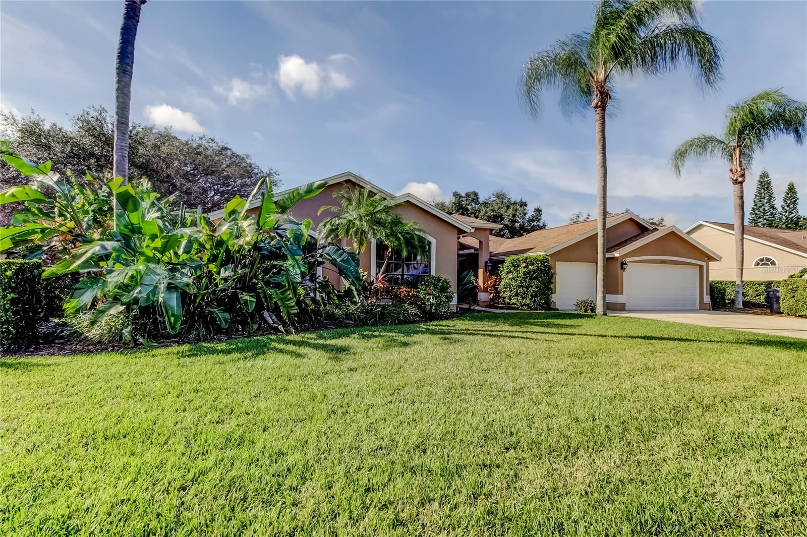 Palm Trees and Bird of Paradise!