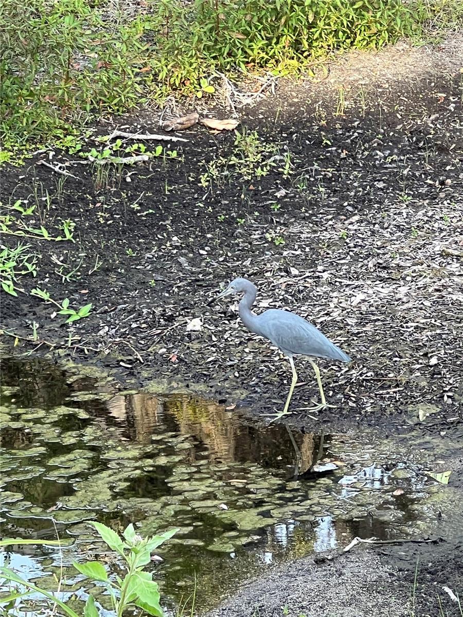 Herons, ibis and other creatures gather lakeside