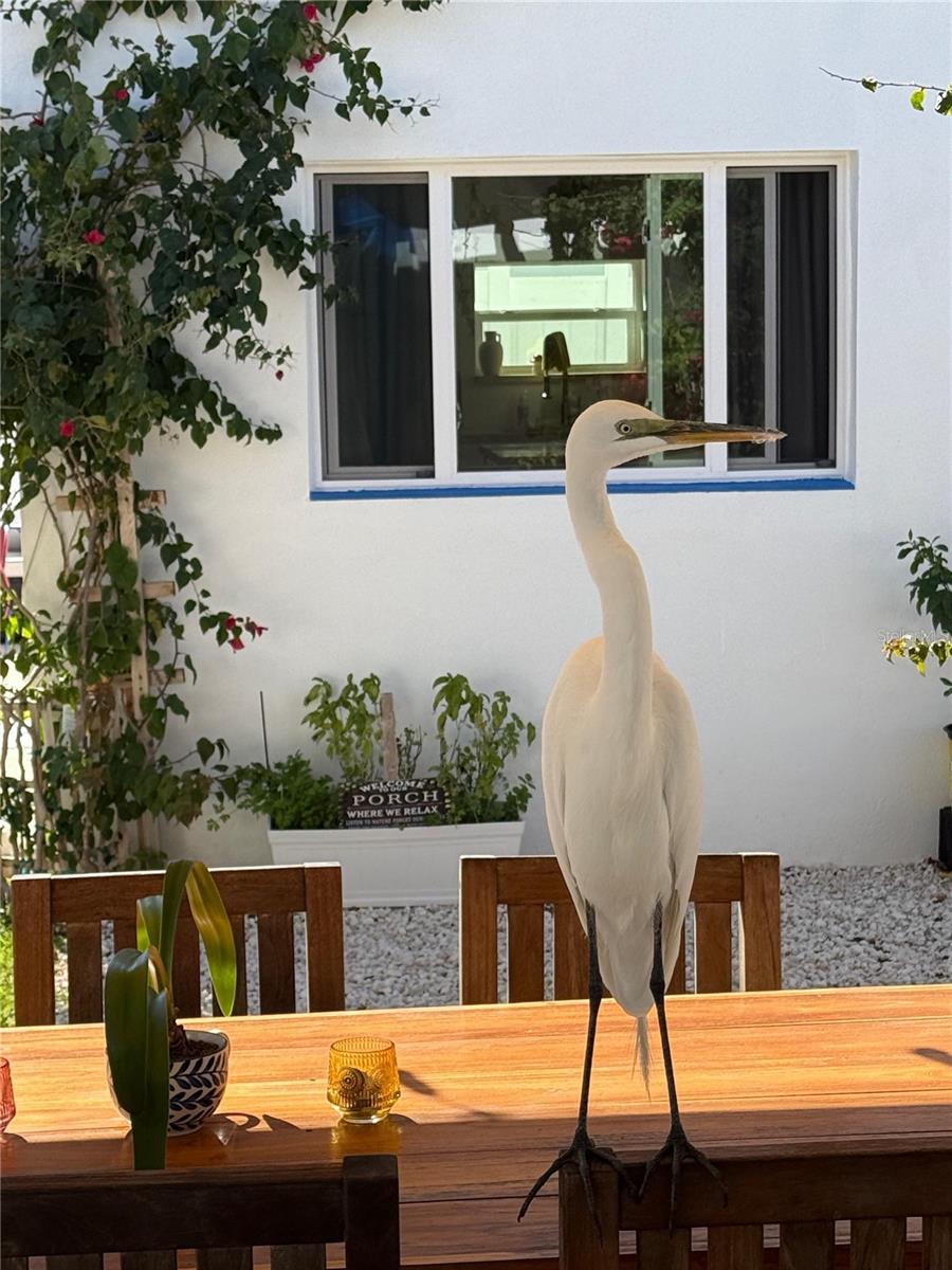 Gretchen the Egret loves the back yard!