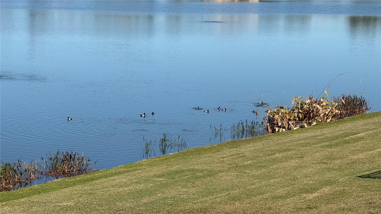 Nature in your Backyard