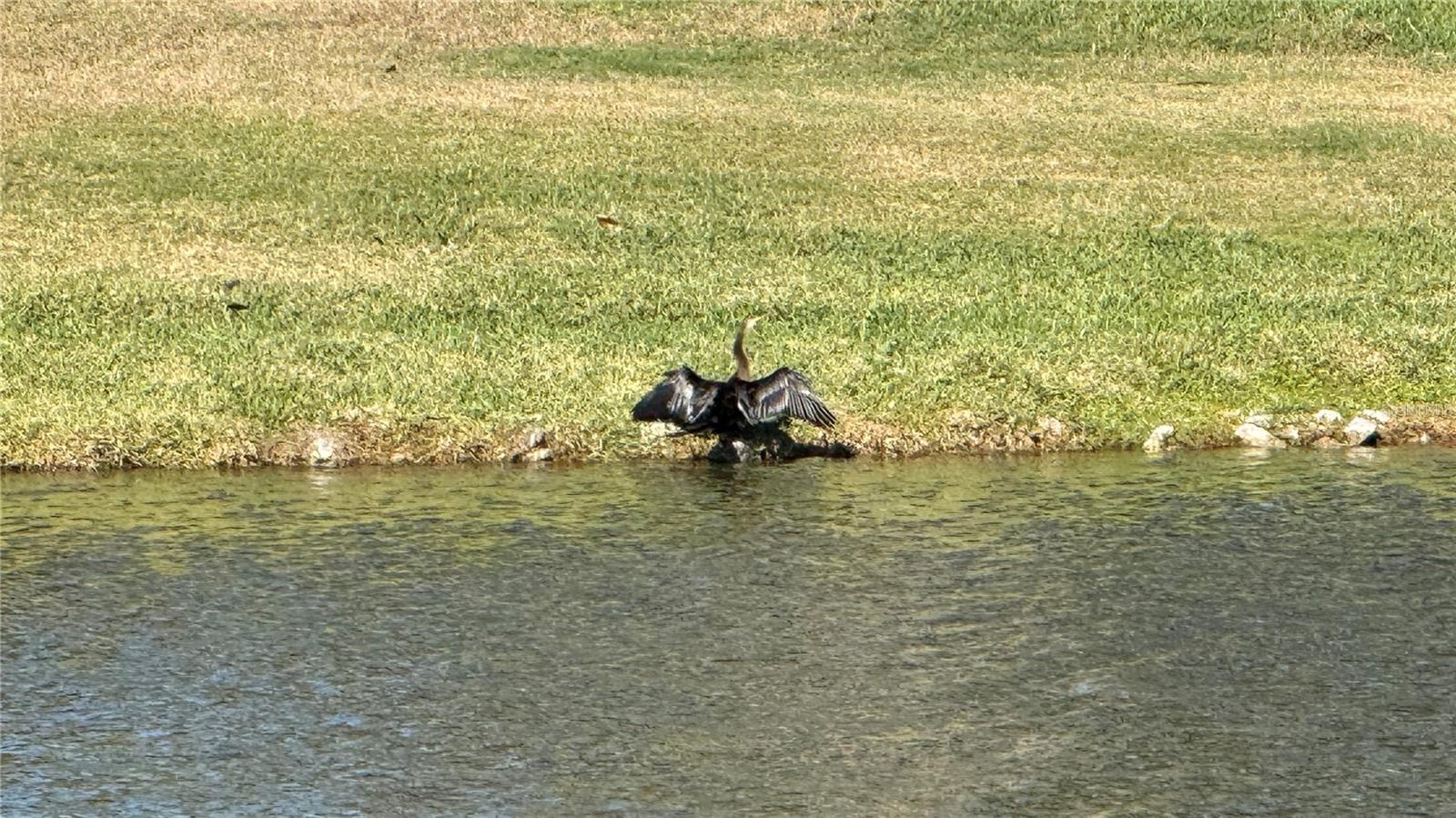 Nature in your Backyard