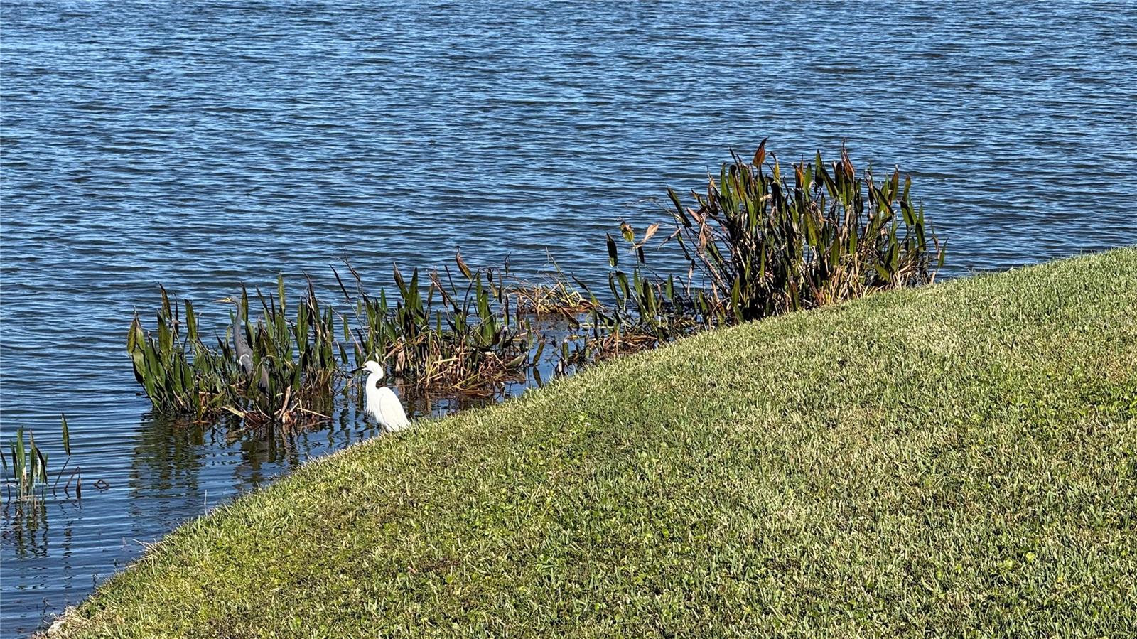 Nature in your Backyard