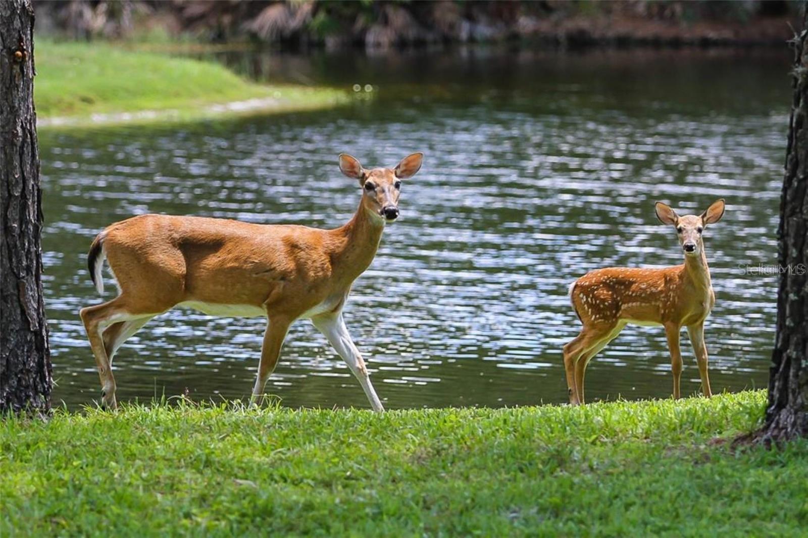 Your Personal Friends On the Pond!