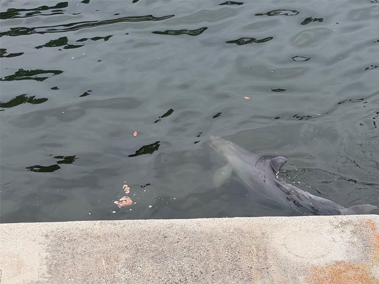 Dolphin in Canal behind home