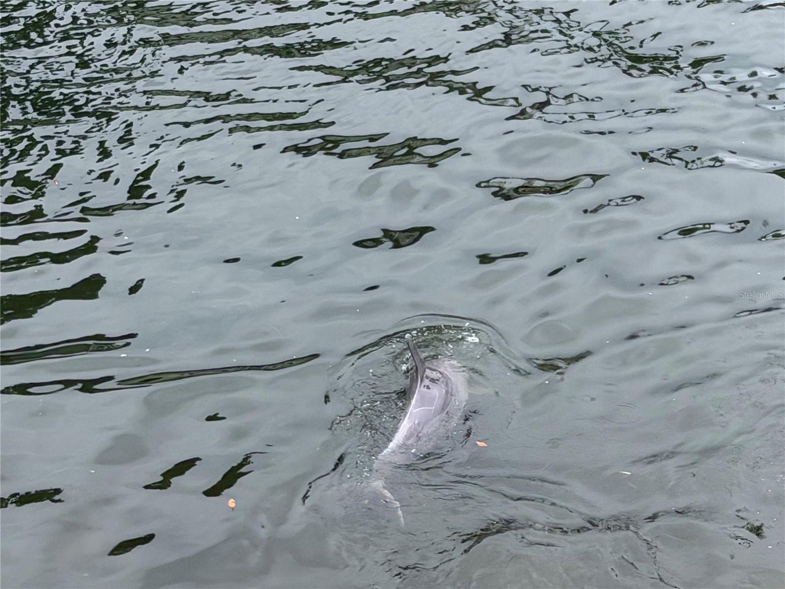 Dolphin in Canal behind home.