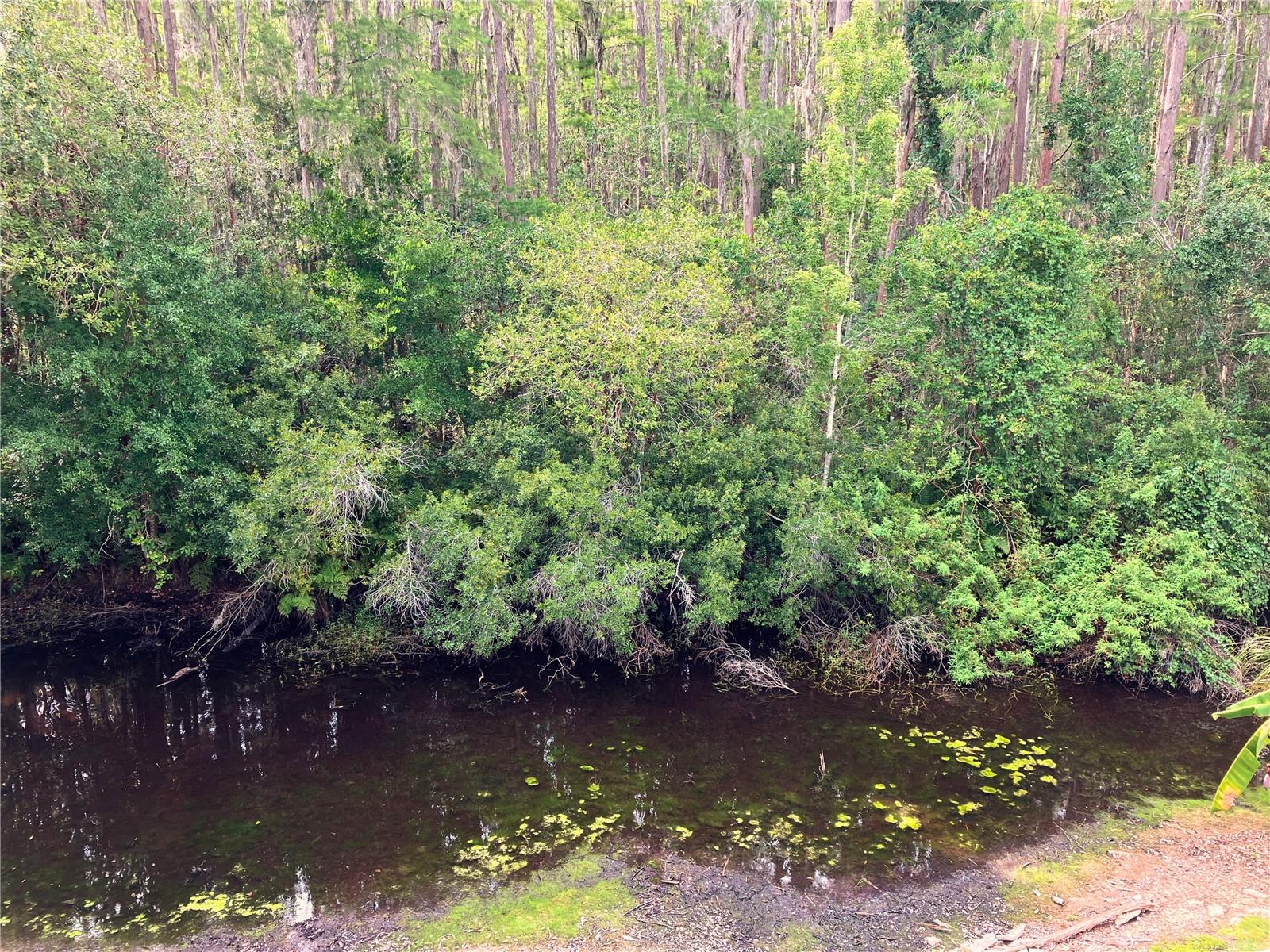 View of the natural area from the back balcony