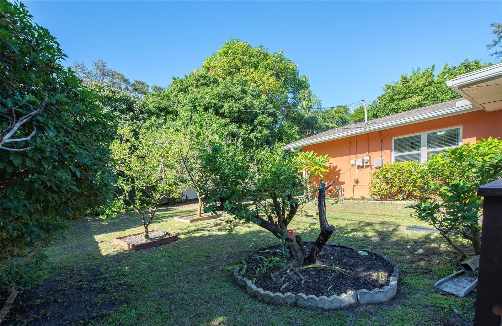 Lemon and Orange trees