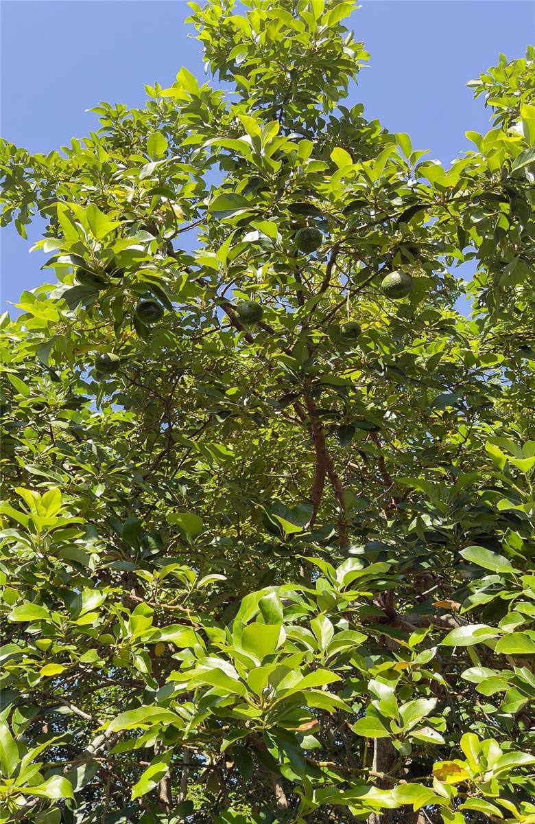Avocado tree