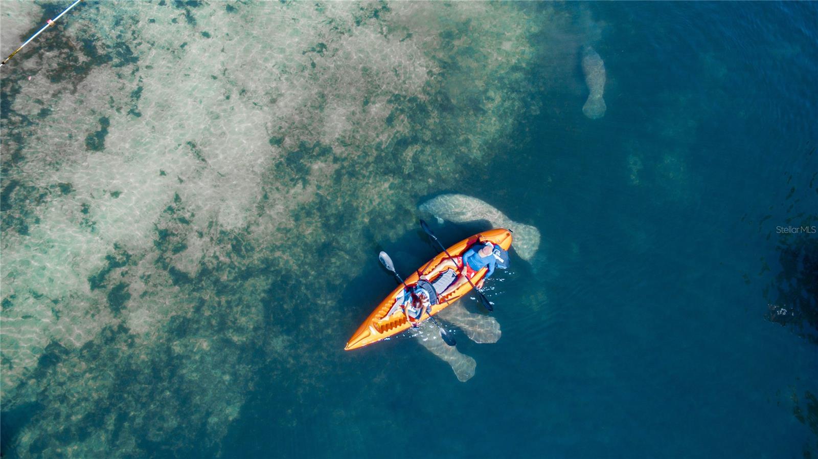 Kayaking with Manatees