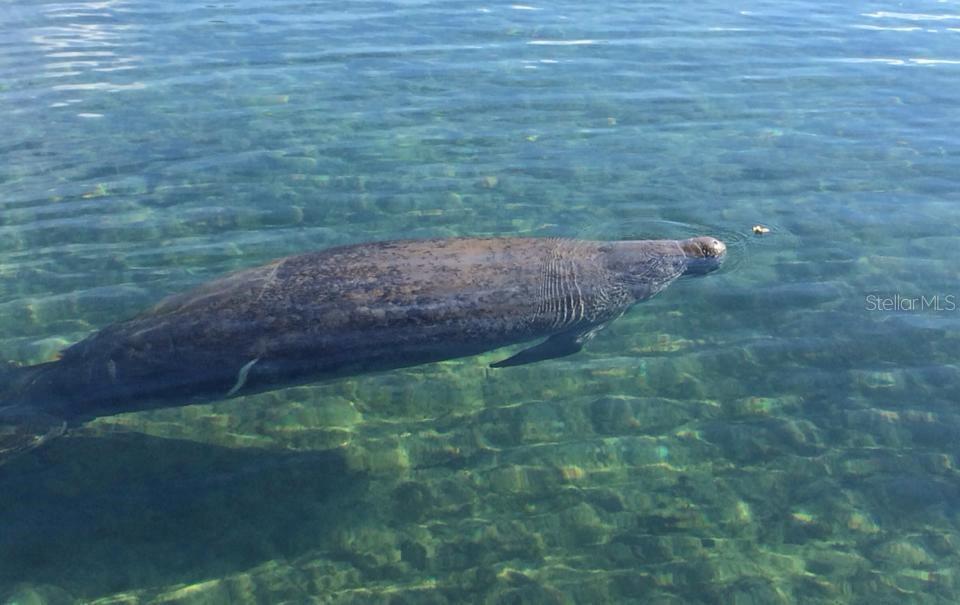 Manatees are common in your backyard