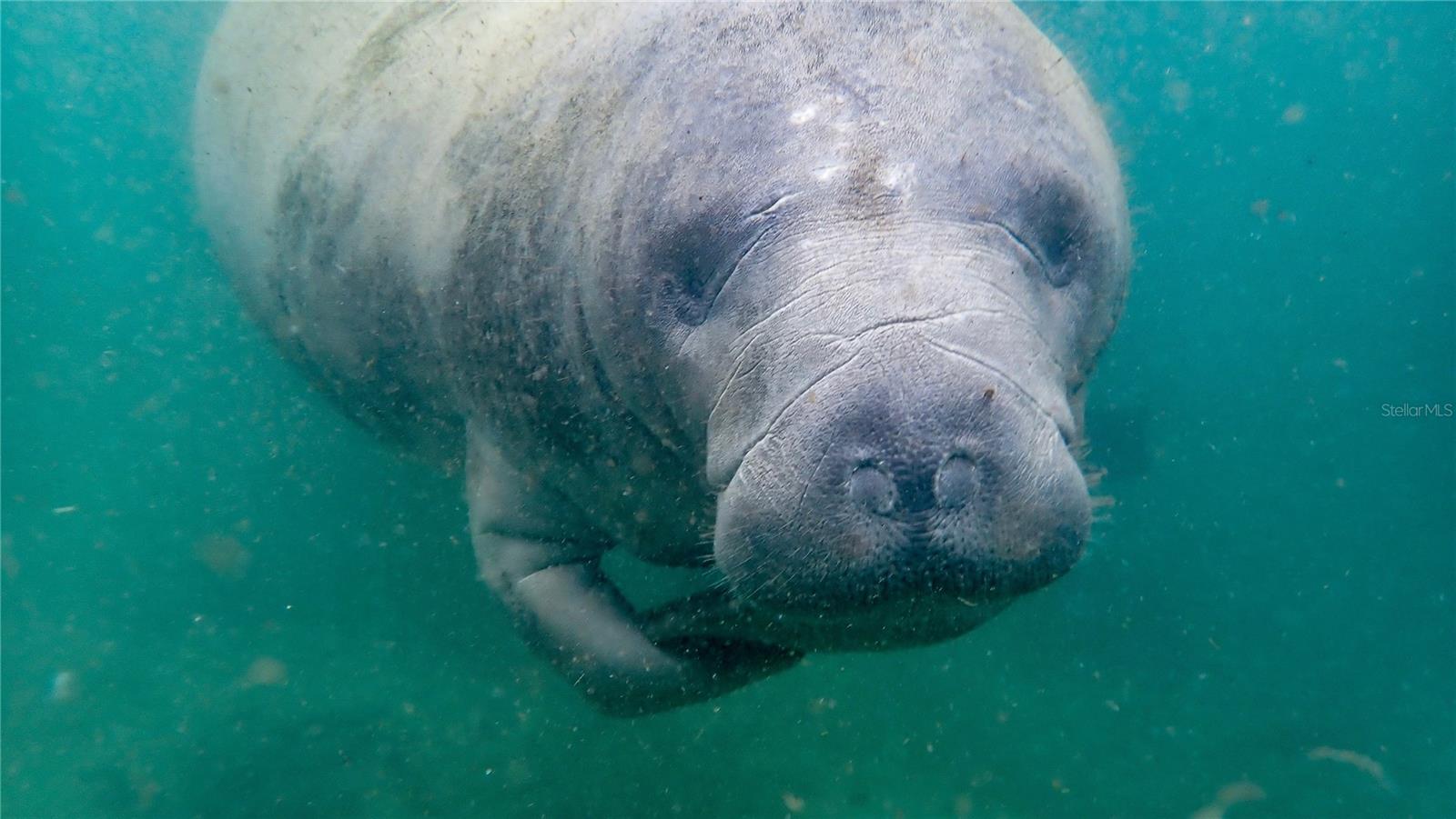 Manatees are in your backyard