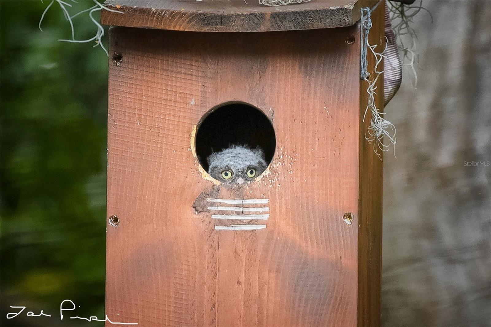 Pictures taken of the wildlife seen from the backyard
