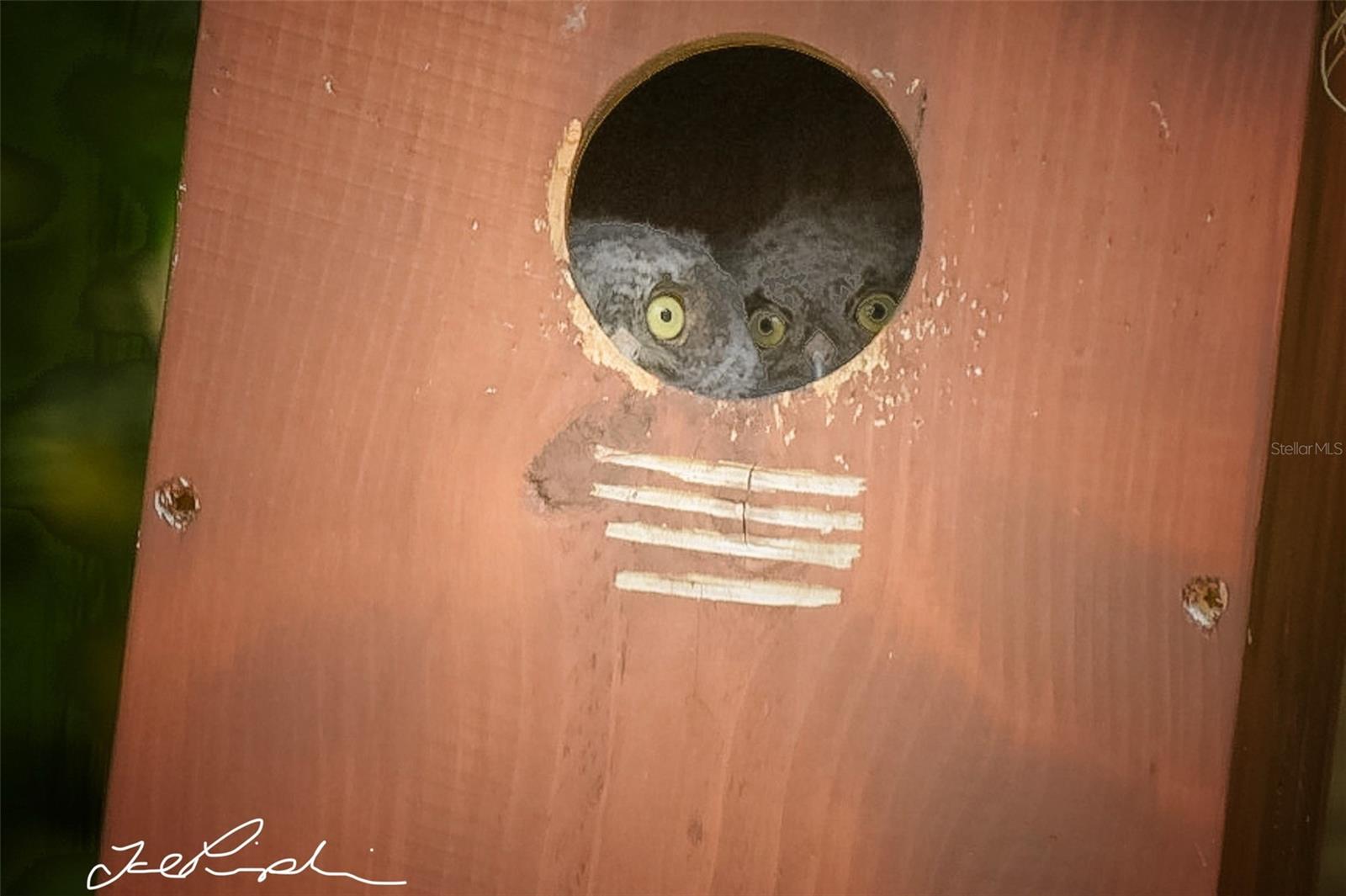 Pictures taken of the wildlife seen from the backyard