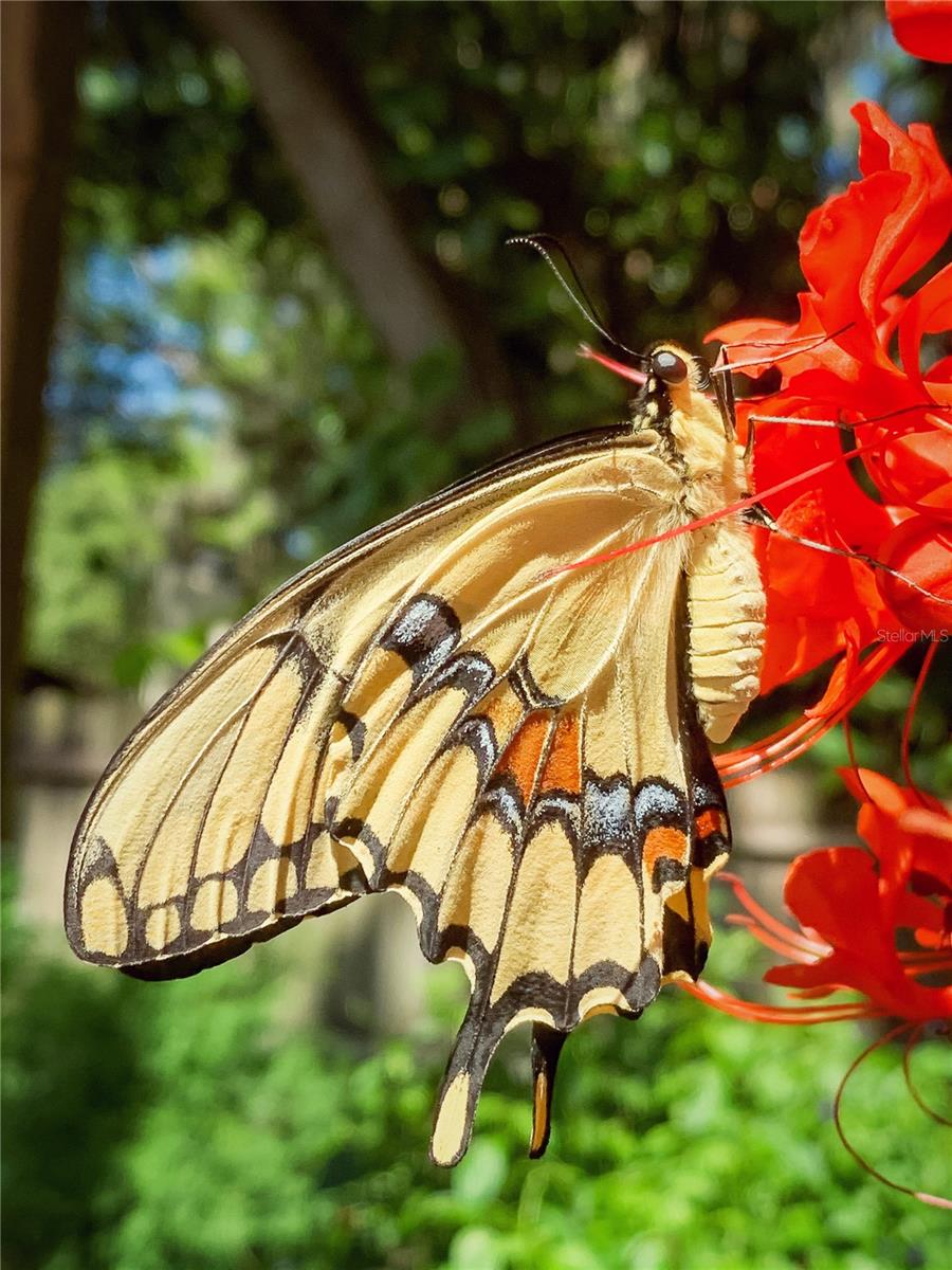 Pictures taken of the wildlife seen from the backyard
