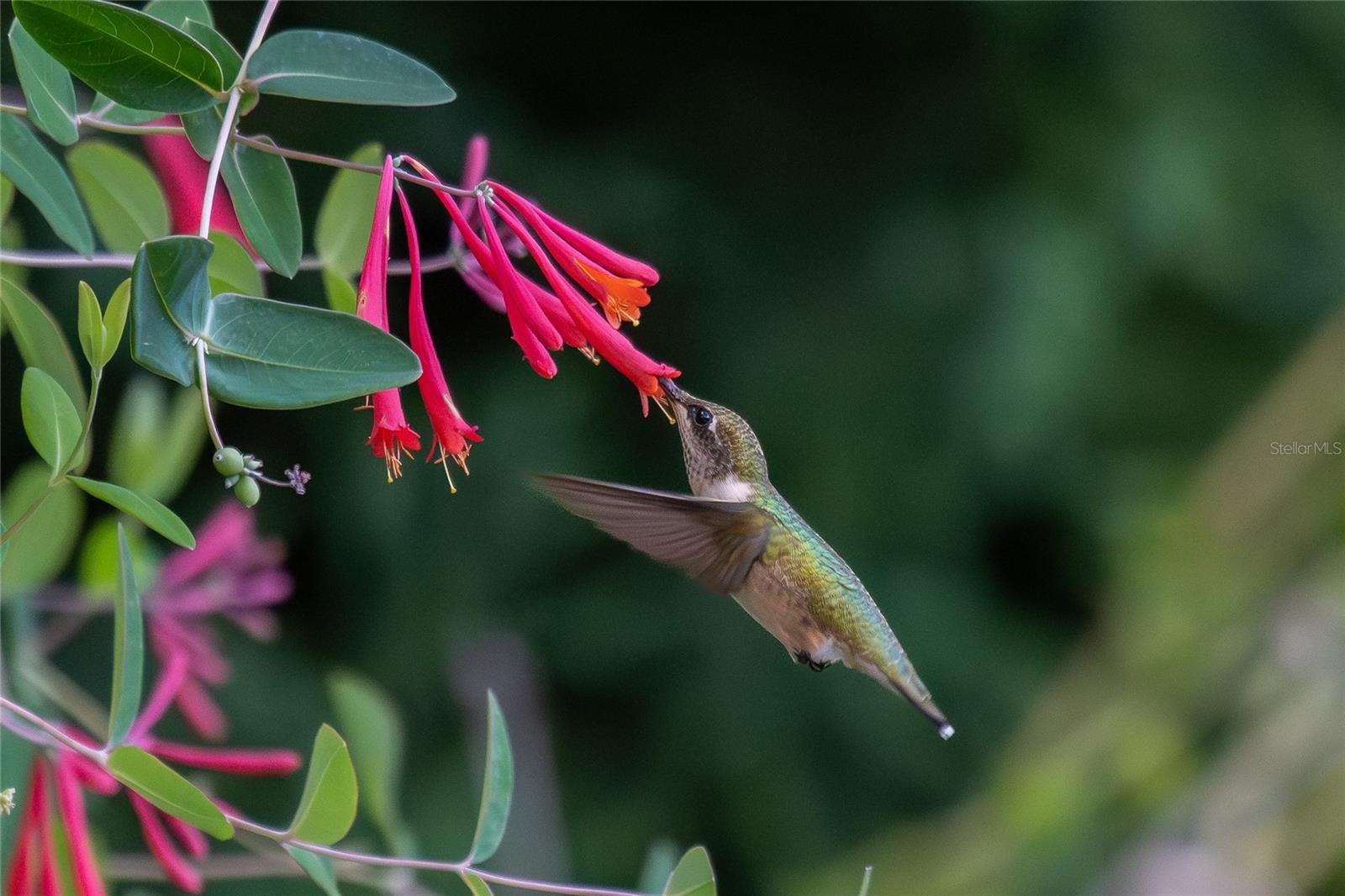 Pictures taken of the wildlife seen from the backyard