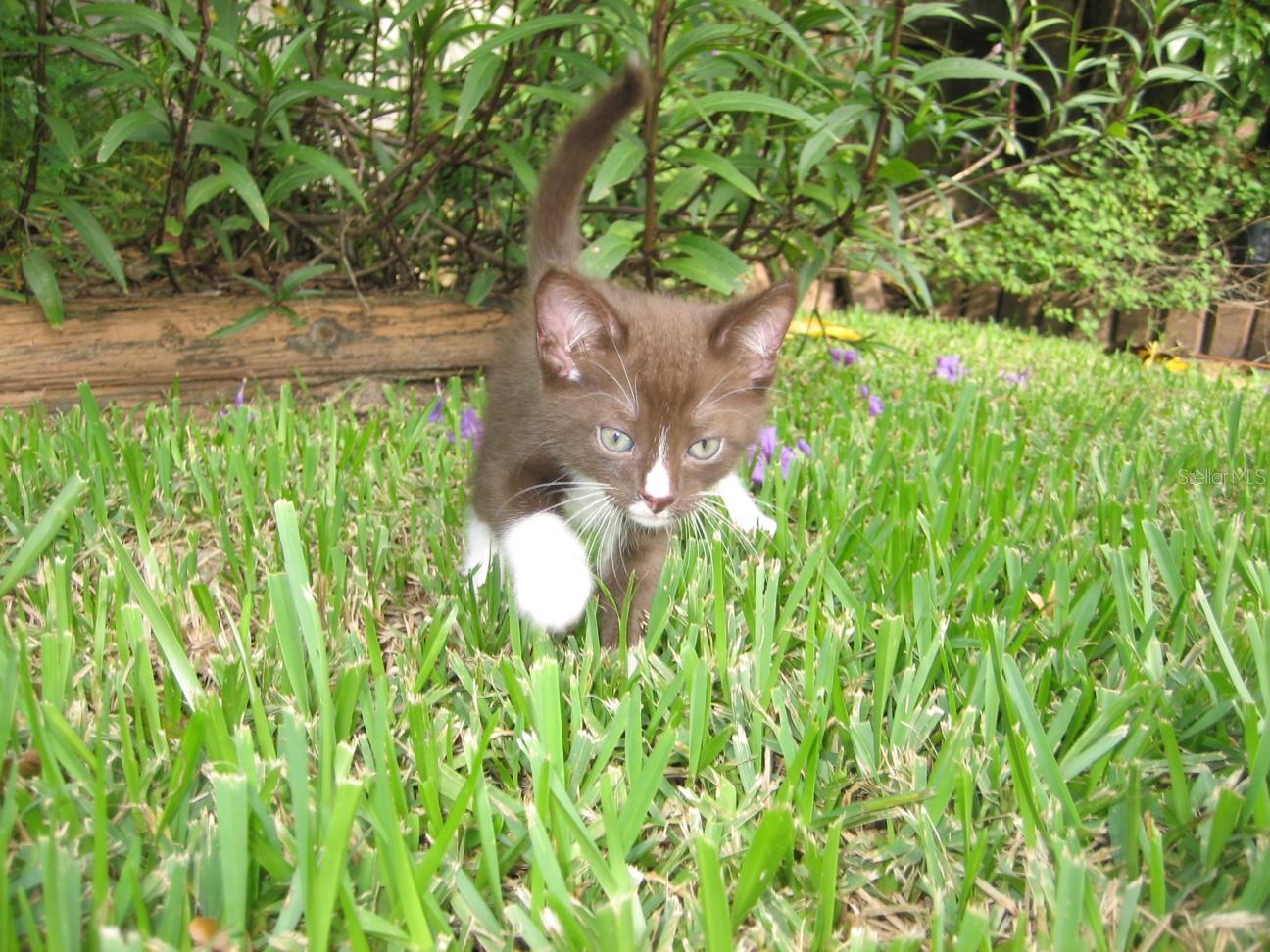 Did you know?The Diplomat is a kitty friendly building! 2 cats allowed!