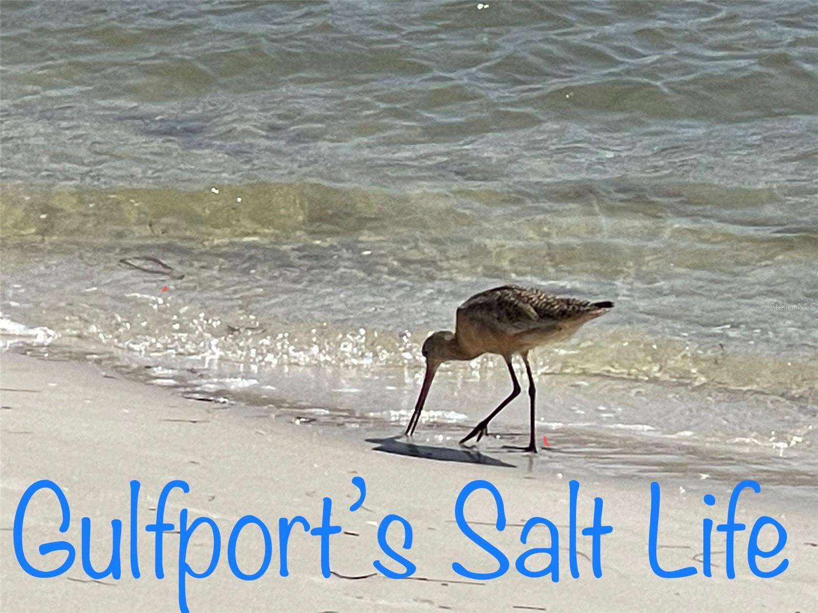 Enjoy the Salt Life living by the water!