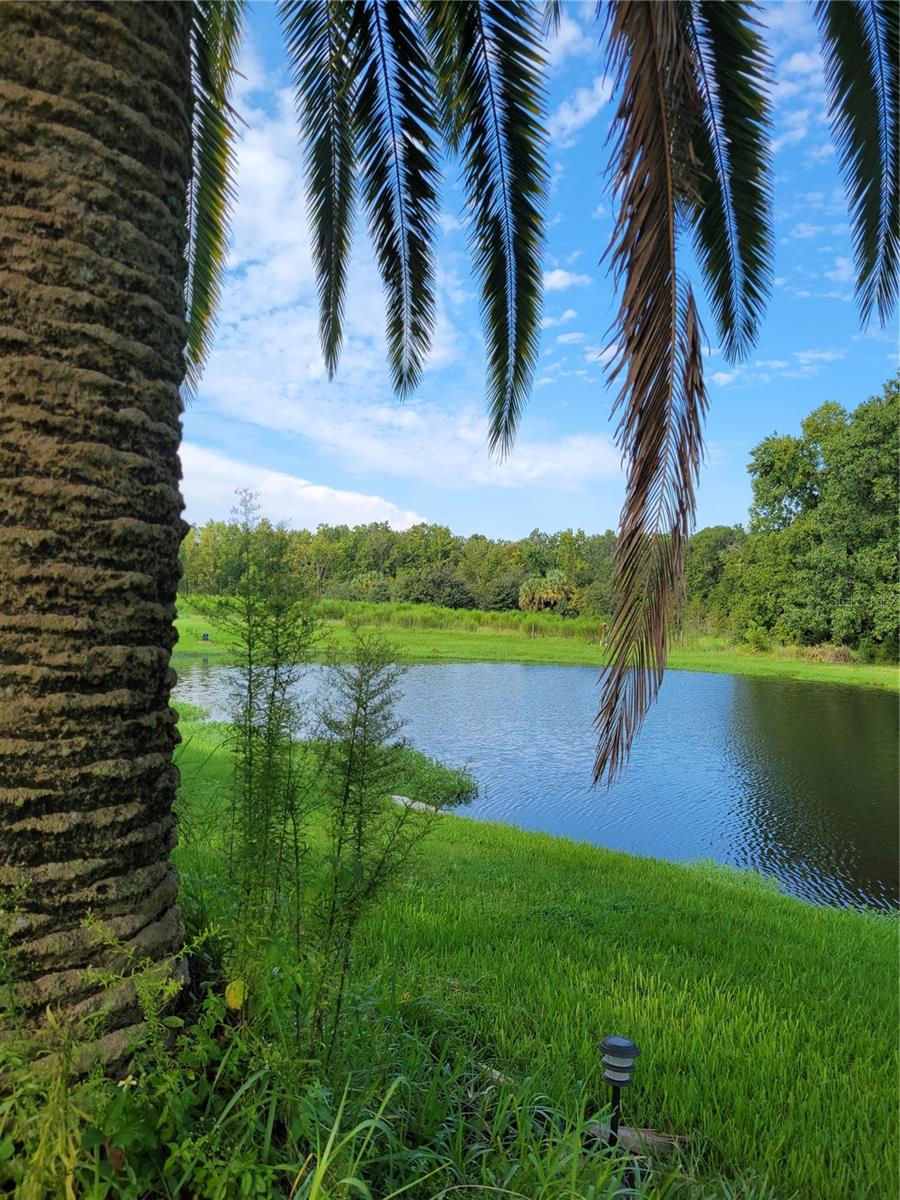 View 2 (of Pond) from Back Yard
