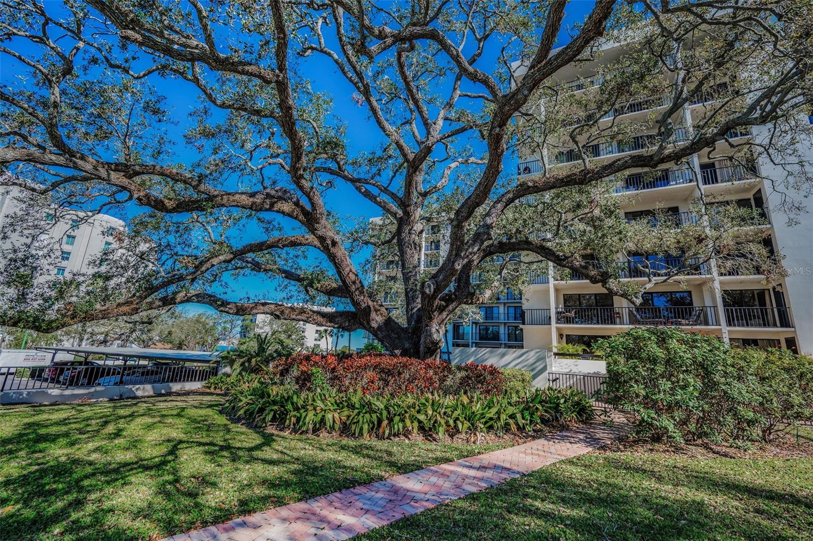 The Oaks, 150 Belleview, pool walkway area.