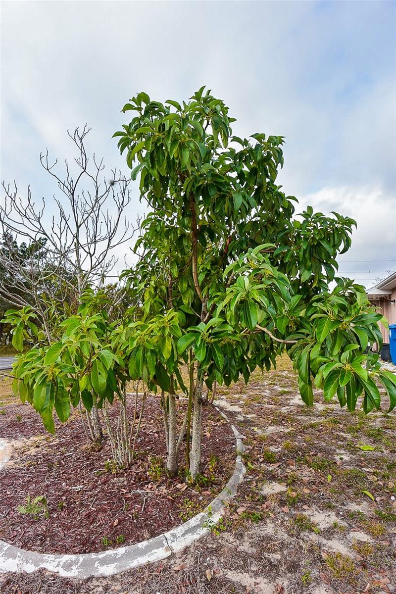 Mango, Citrus, and Loquat Trees