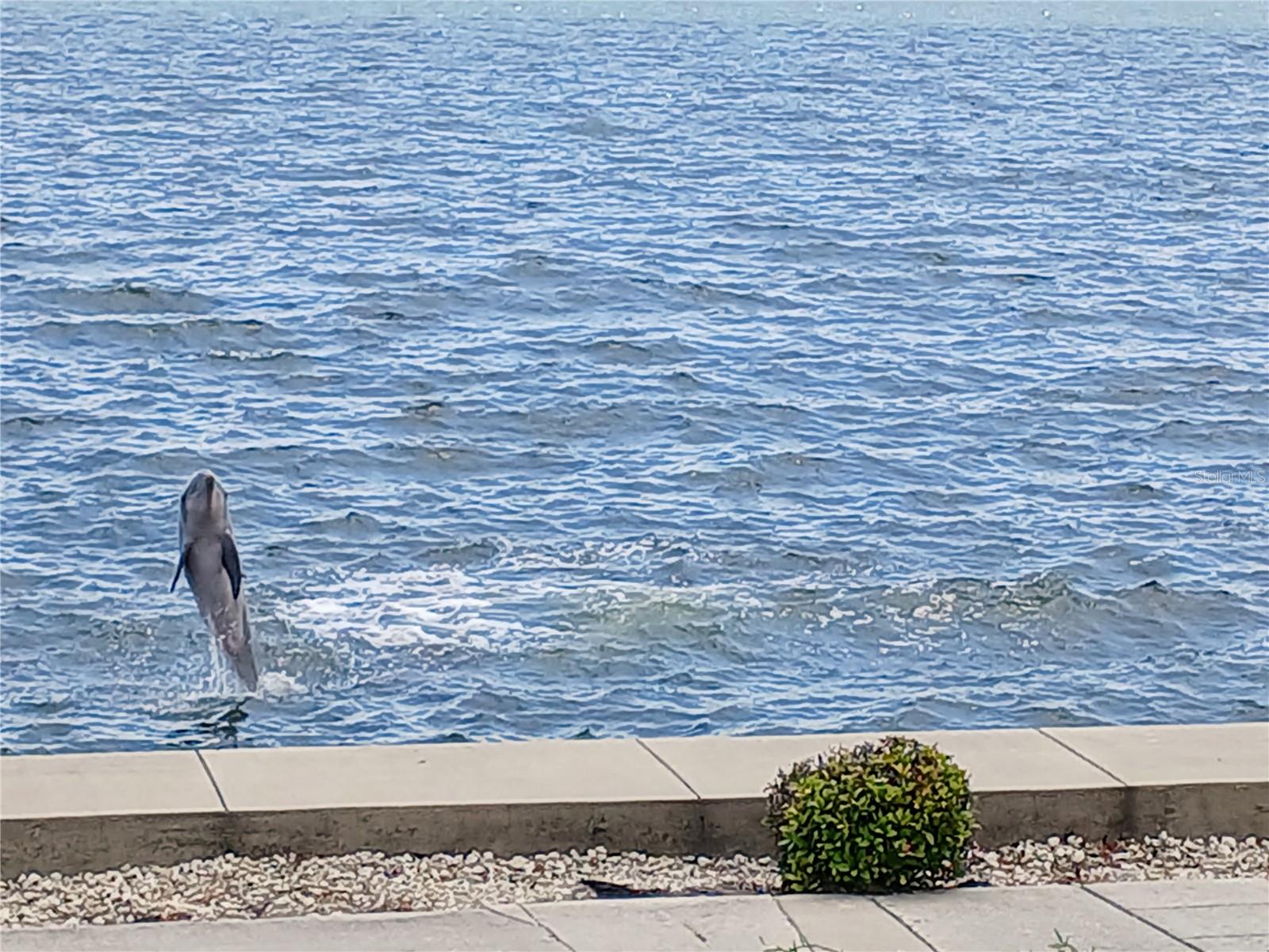 Owner captured this pic from the patio!