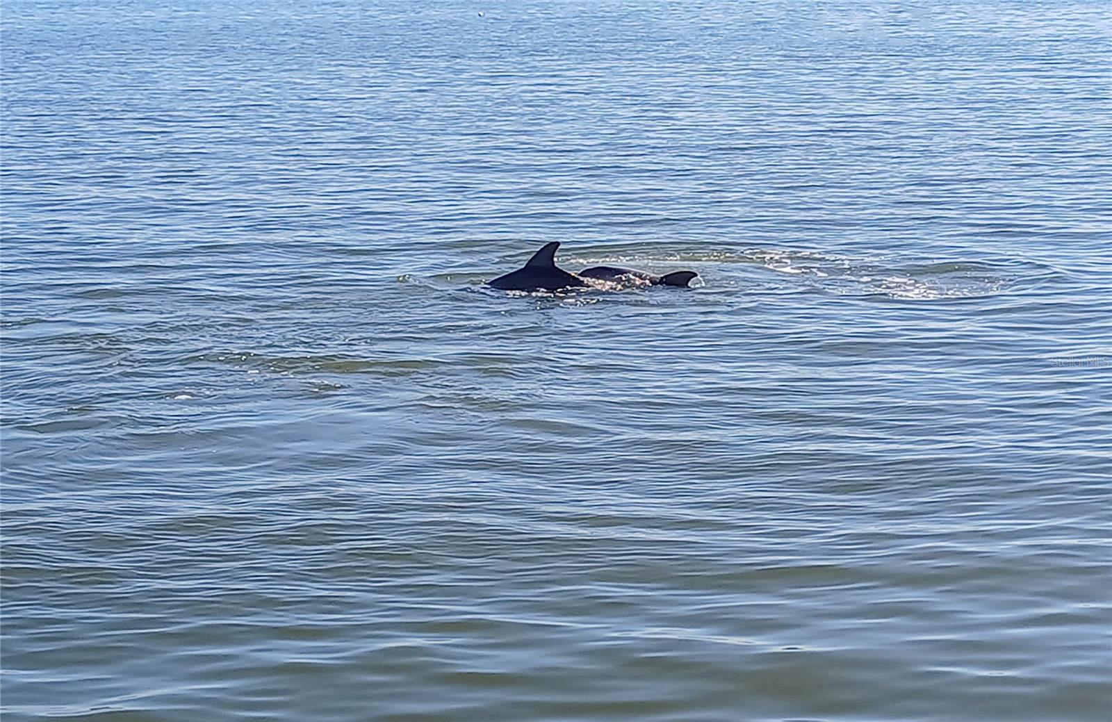 View of dolphins from patio