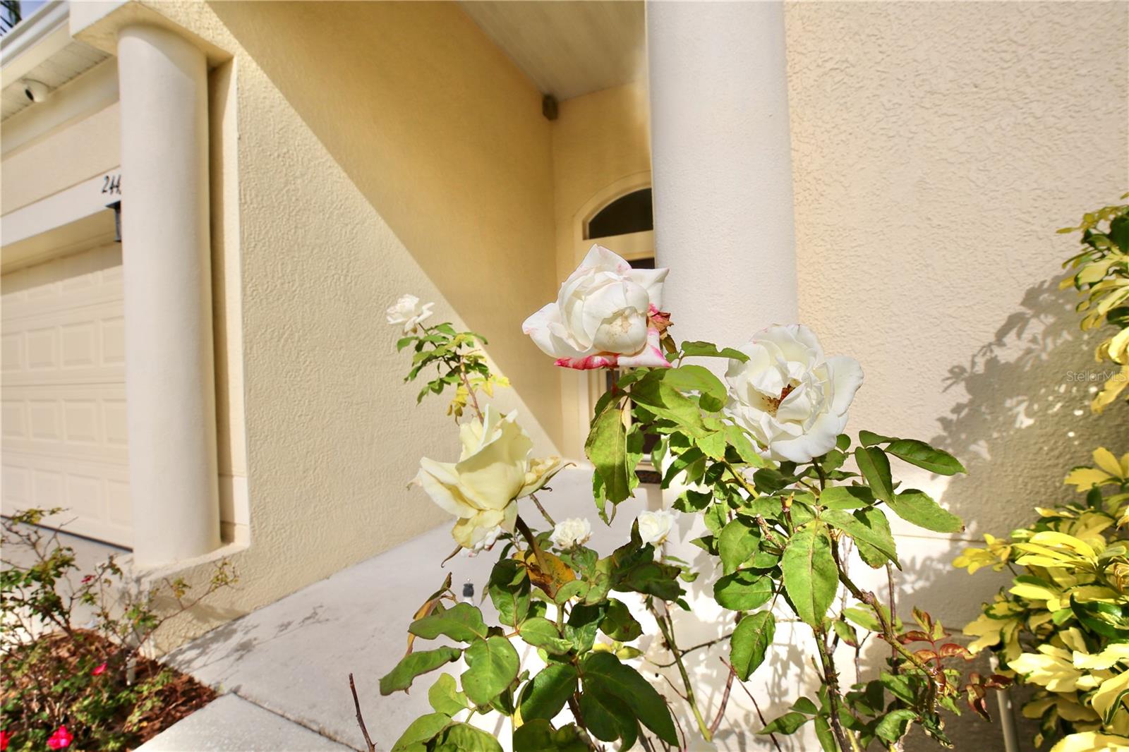roses by the front entry