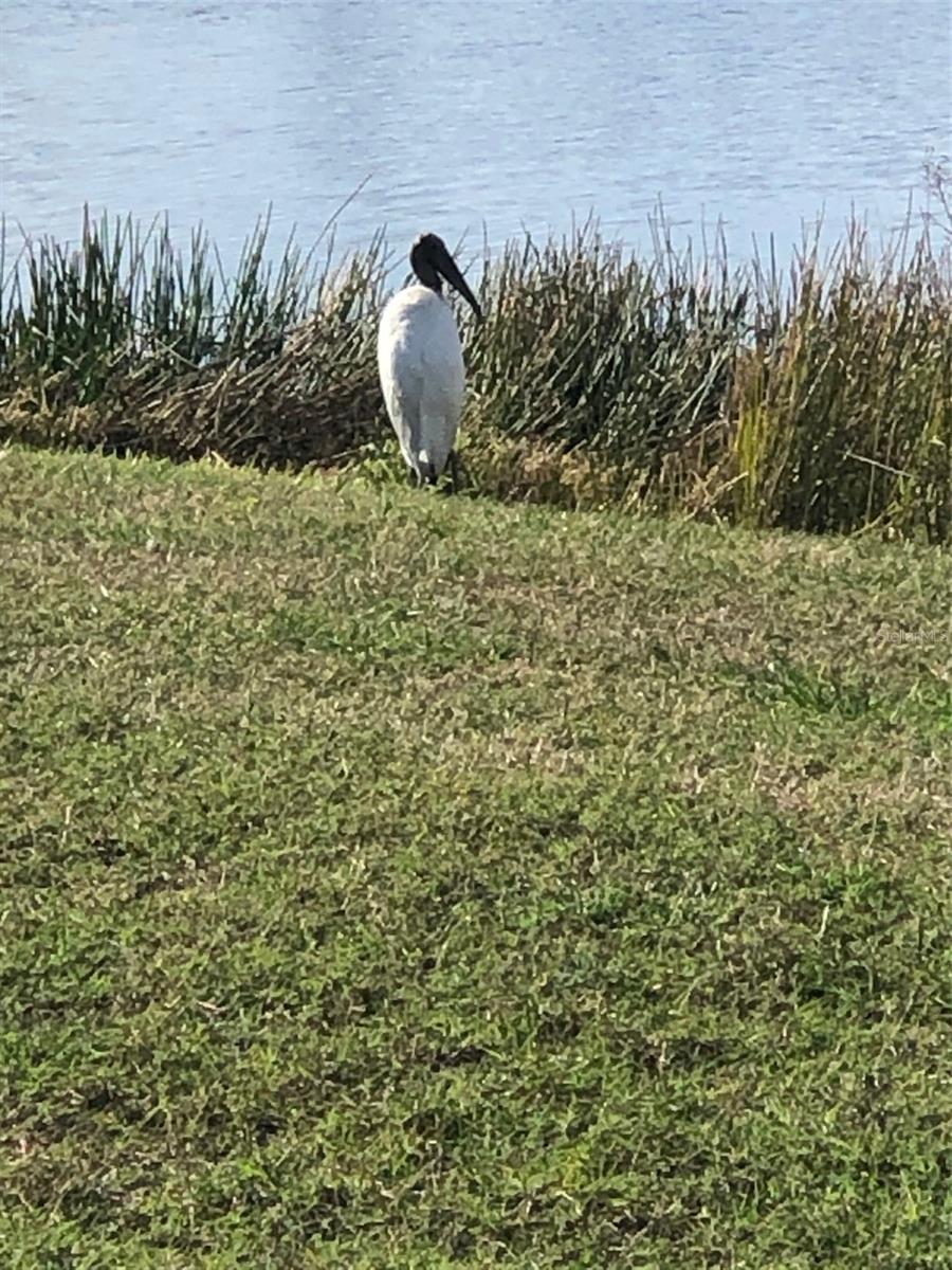 View of Bird at Pond.