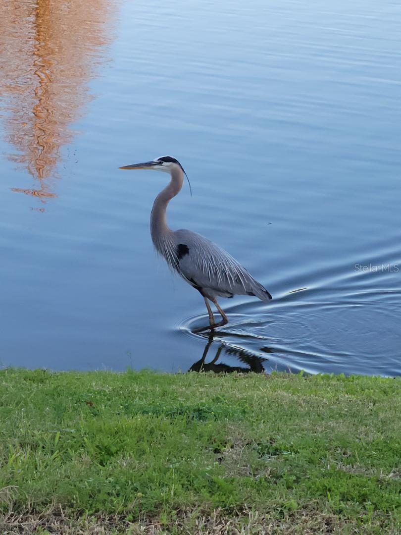 Lots on wildlife in the ponds year round.