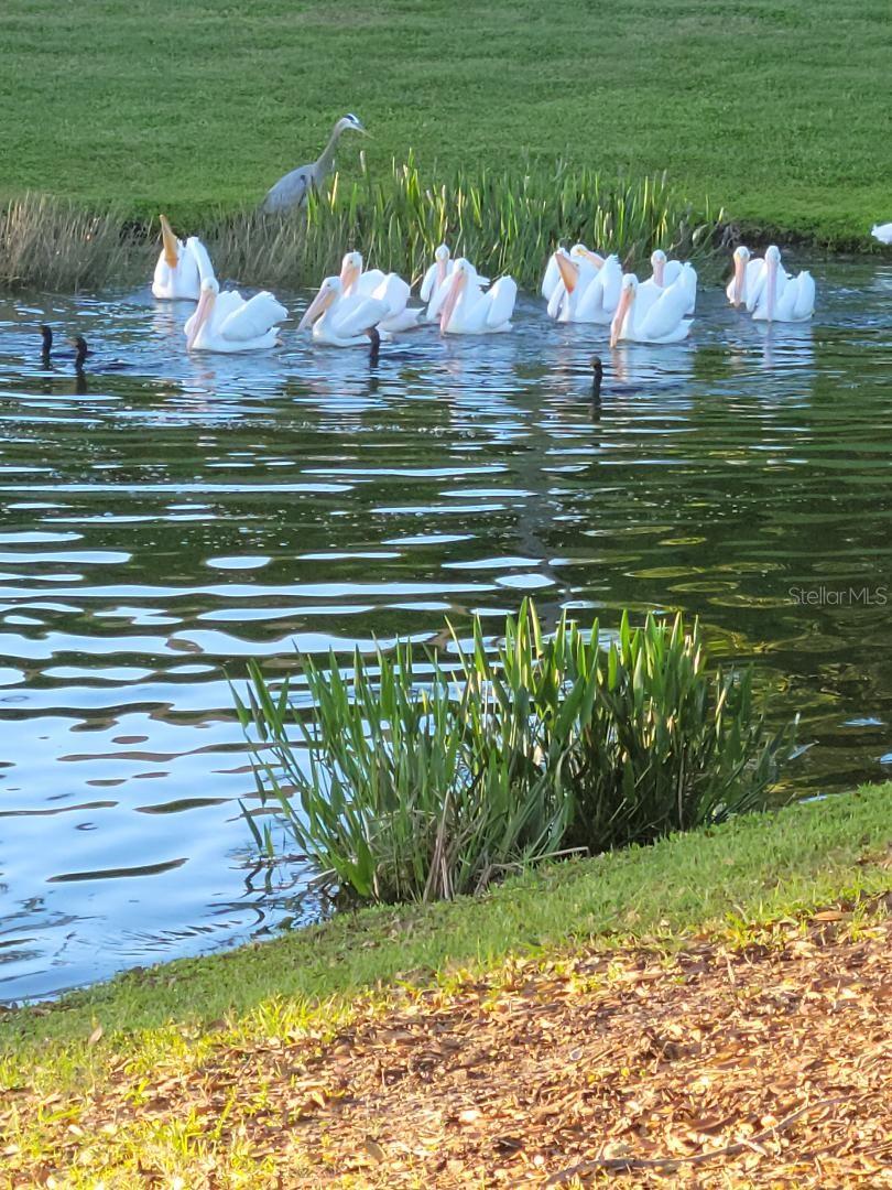 White pelicans are a yearly sight on the ponds throughout the community.