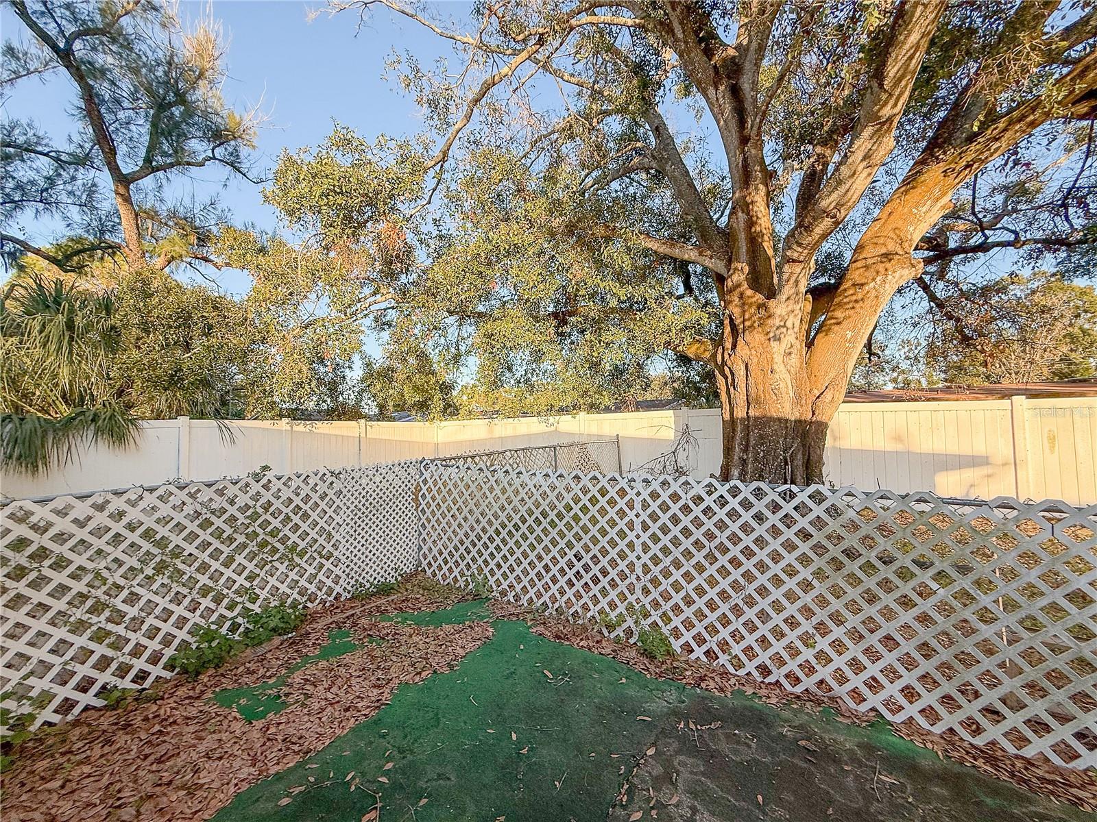 backyard forward view