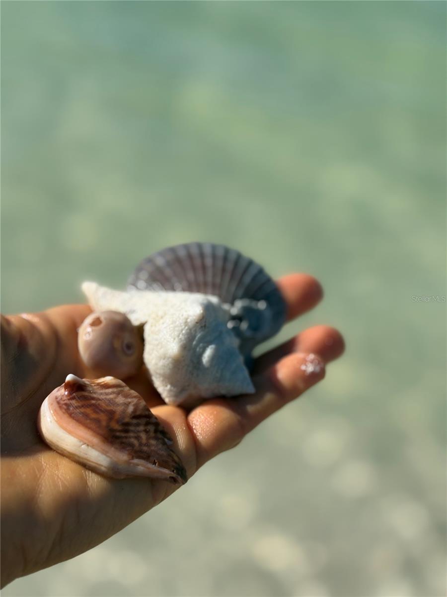 Seashells over the gulf