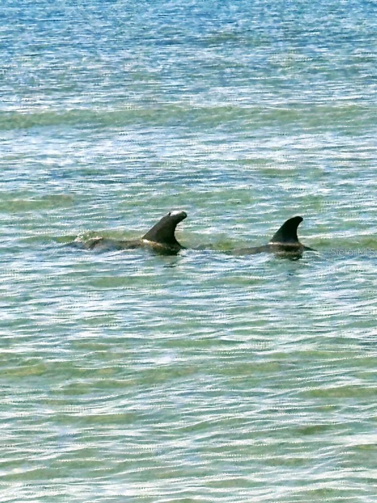 Dolphin Sightings Along the Gulf in North Beach