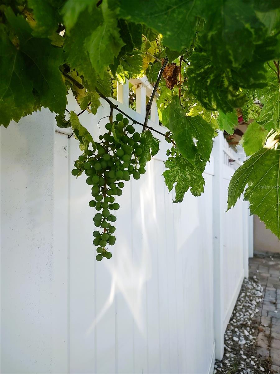 Spring time grapes