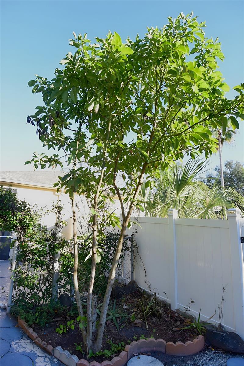 Avocado Tree