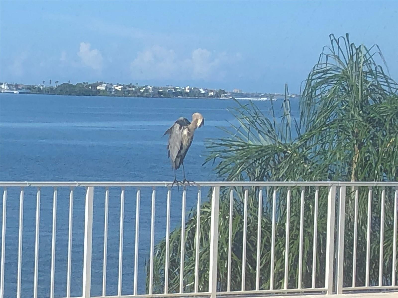 View from open space behind condo unit