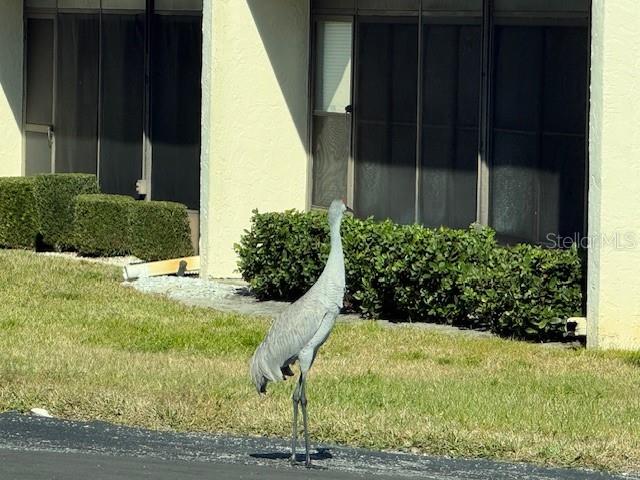CRANES VISIT FREQUENTLY.  AMAZING!