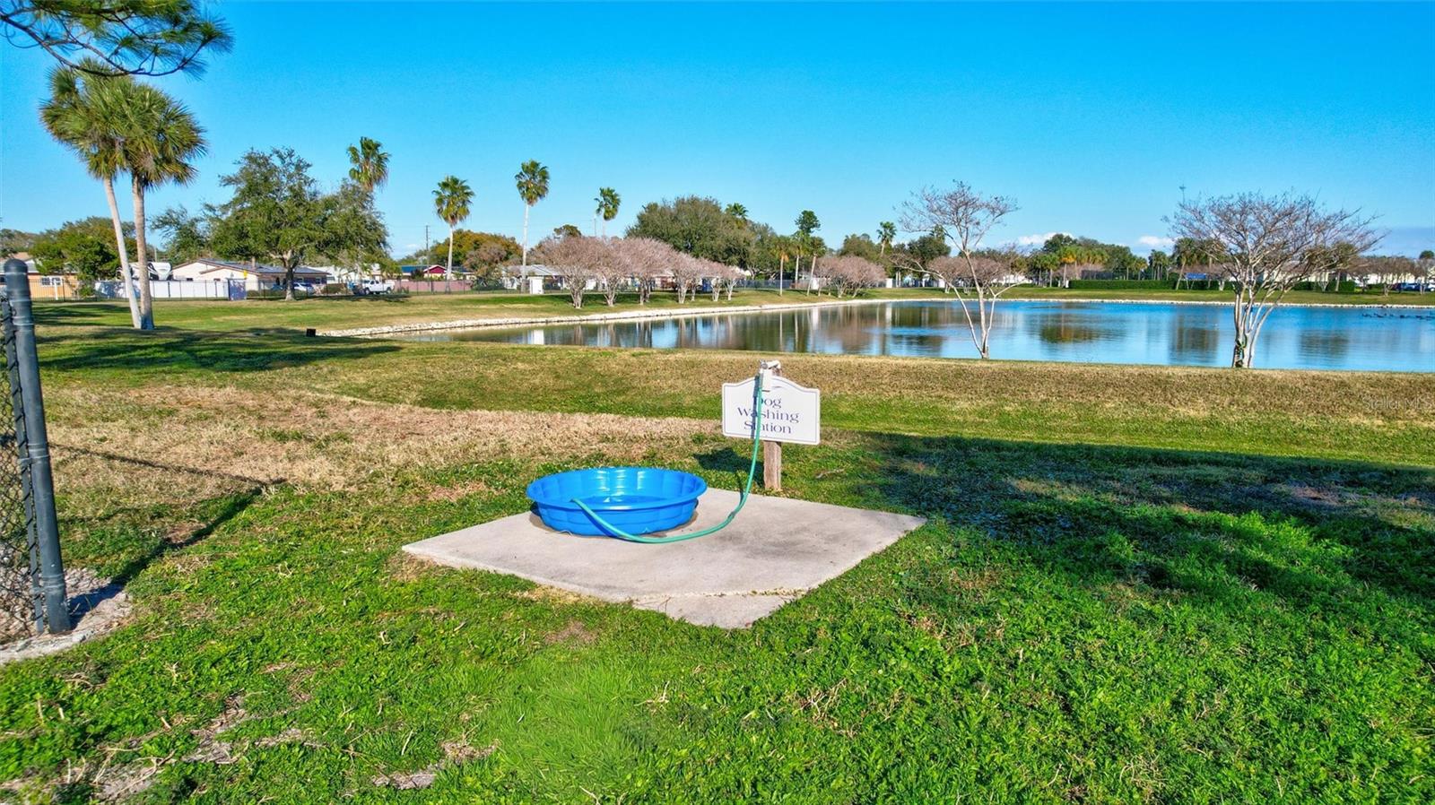 Little Pool for the pups