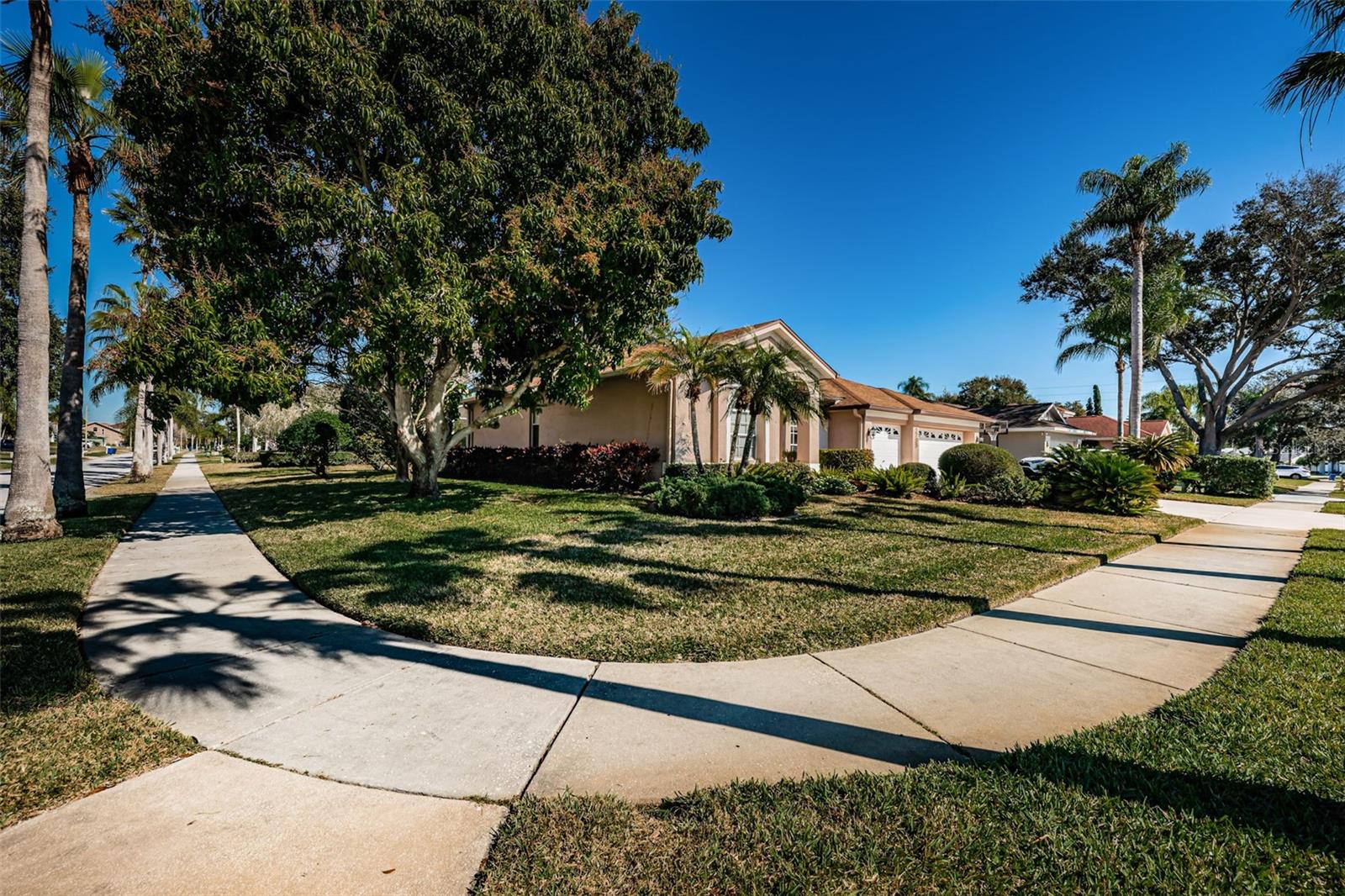 Corner lot with a Mango fruit tree