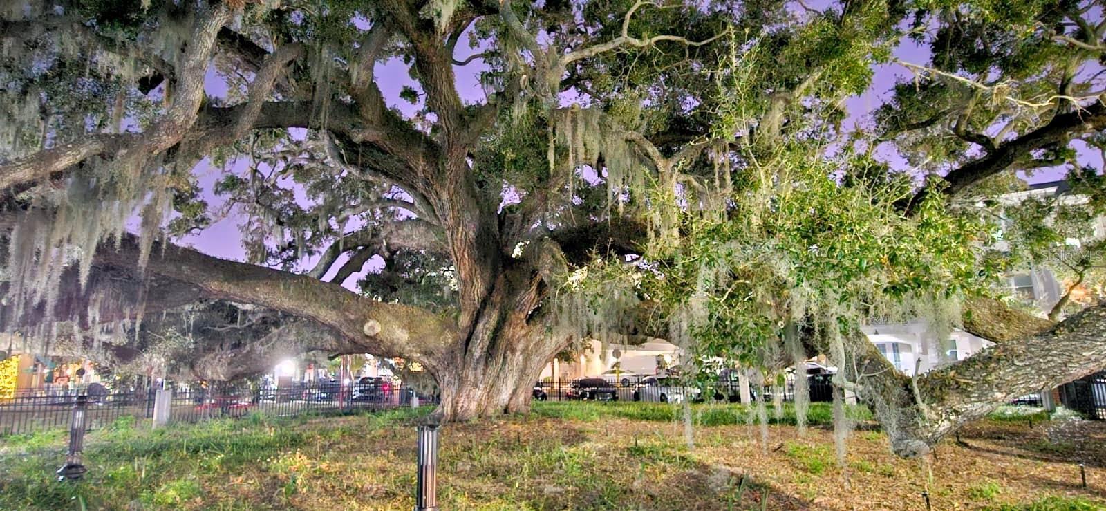 Downtown Safety Harbor