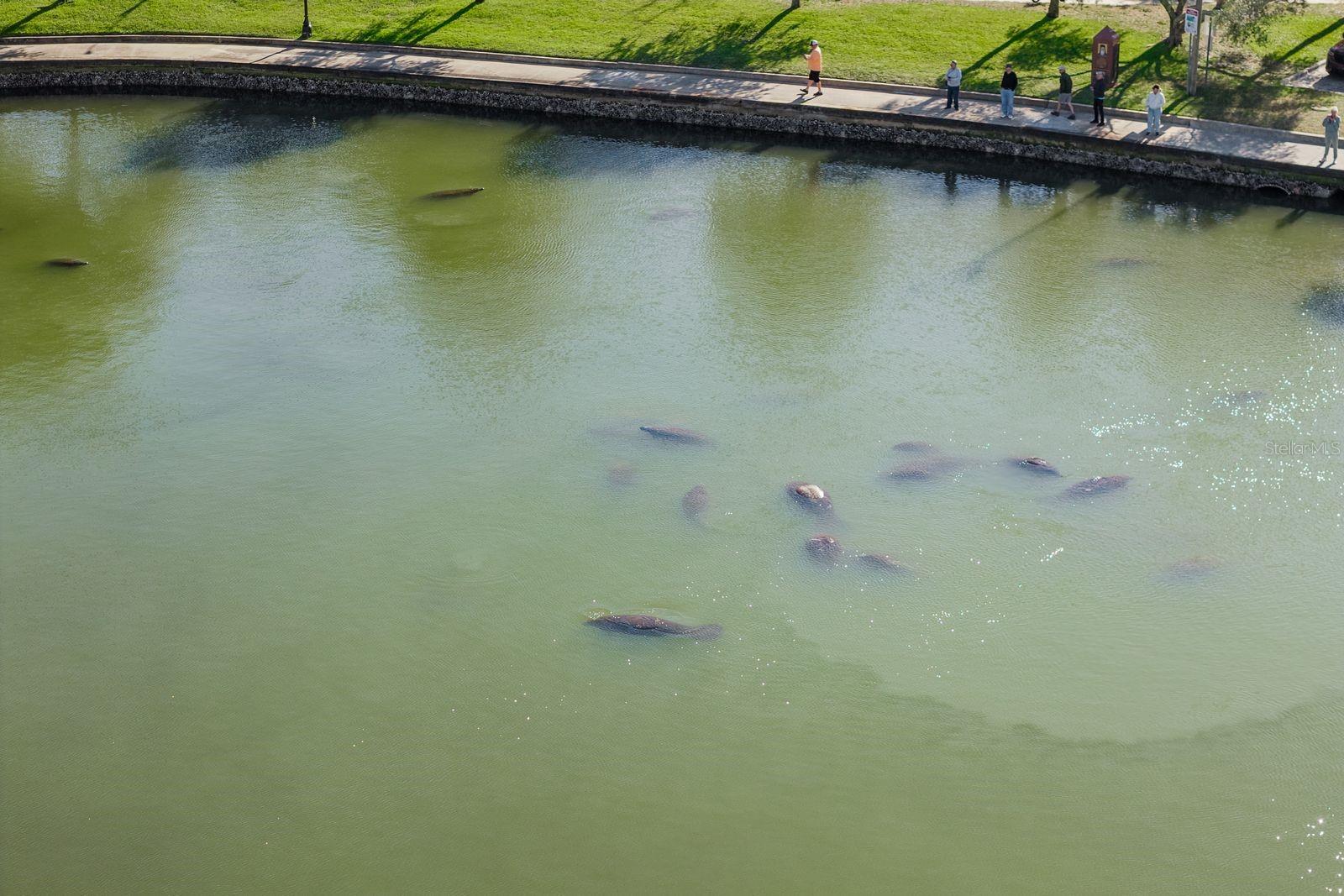 manatees!