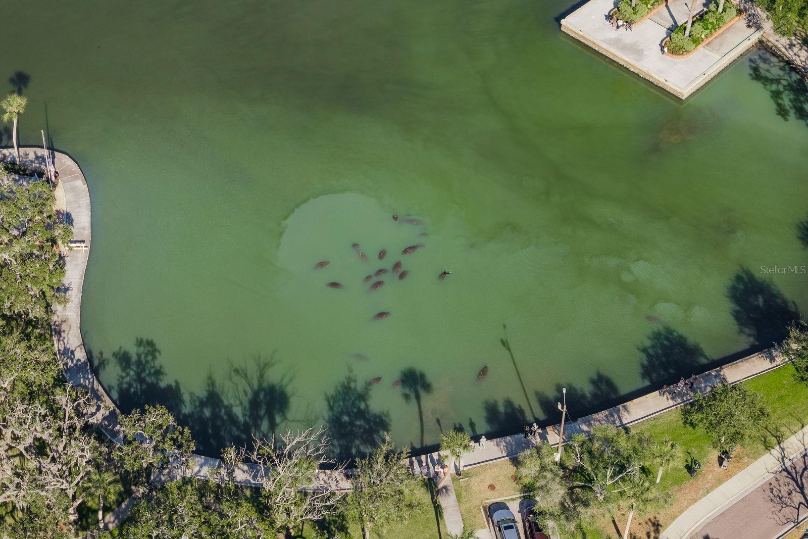 manatees warming up in the spring!
