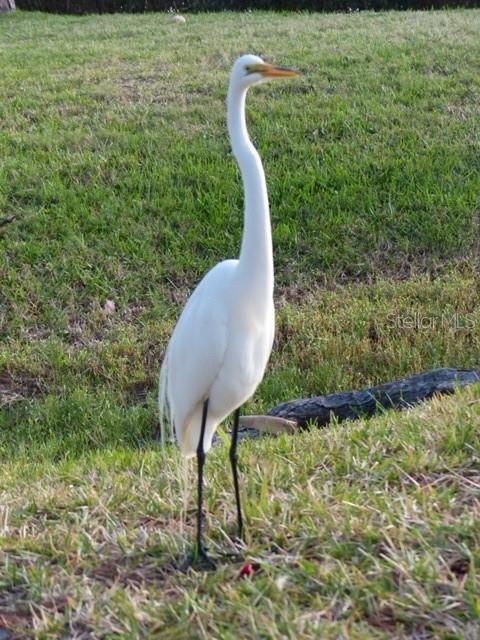 74. Wildlife of All Sorts Are Regular Visitors Within the Community.. It's a Nature Center!
