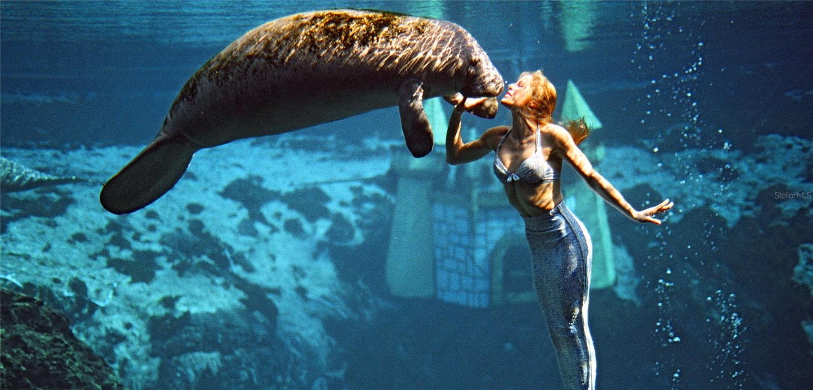 Mermaid Show at Weeki Wachee State Park