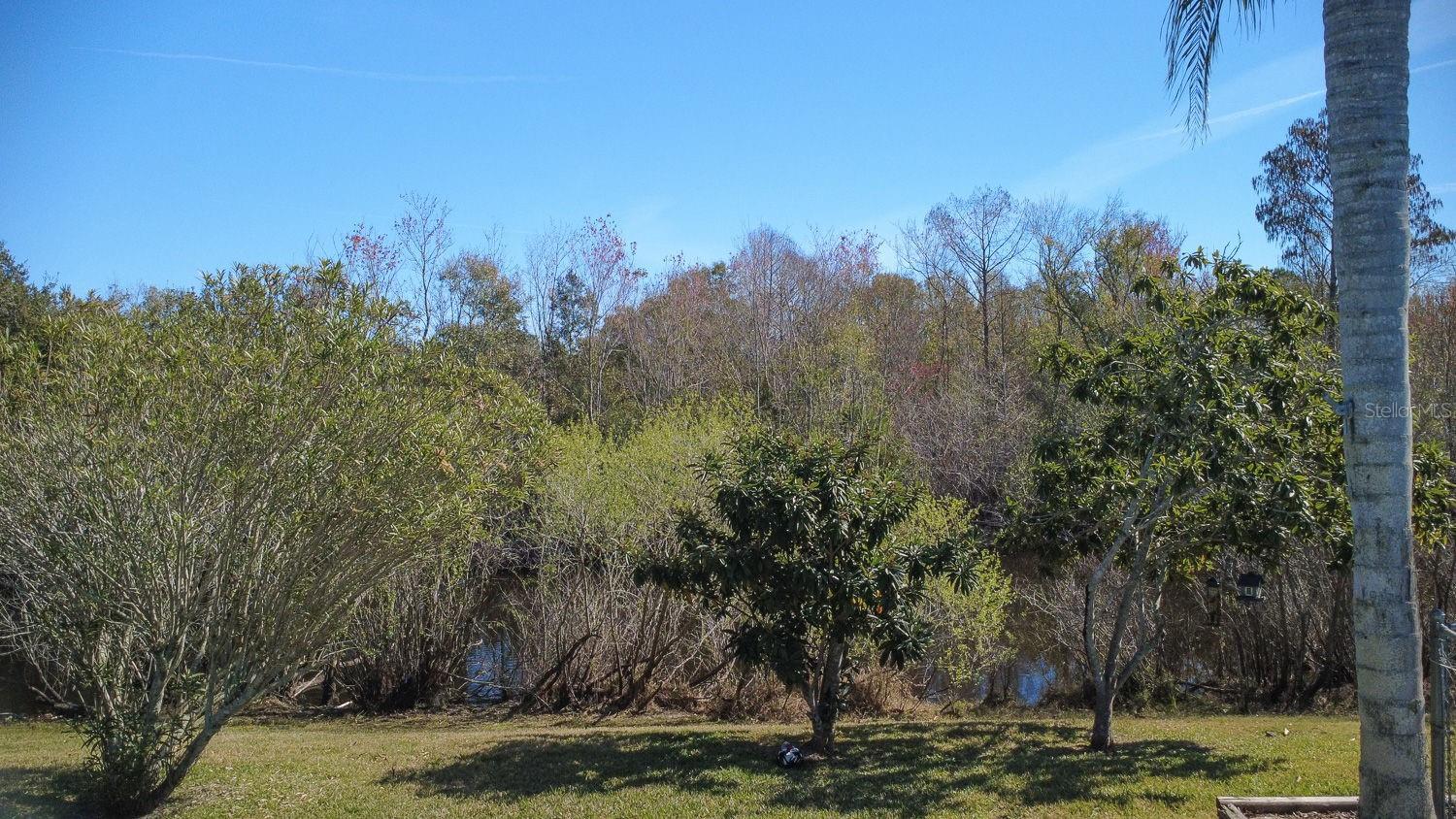 Back Yard and Bear Creek