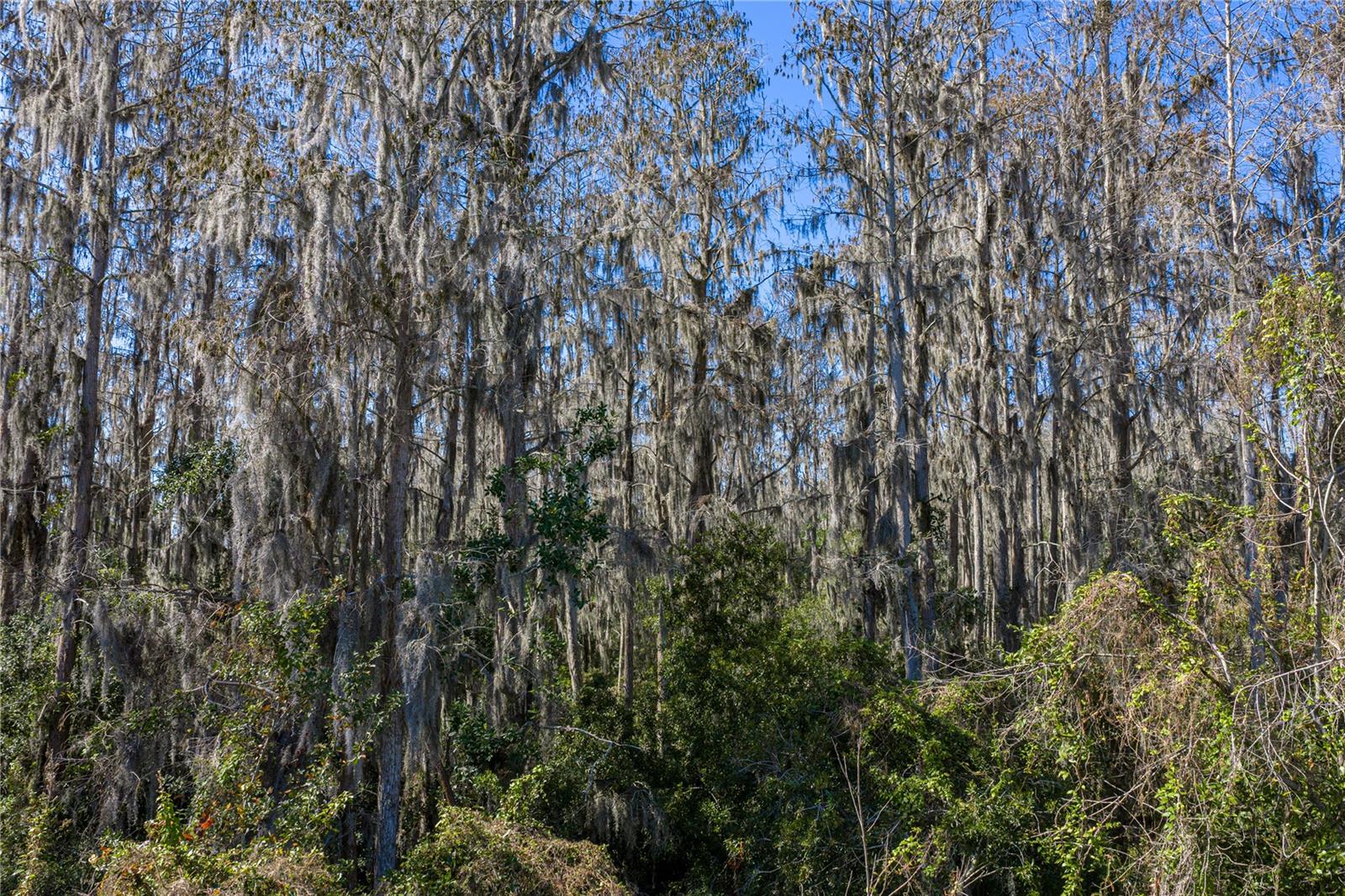 View of Wooded Conservation and Pond