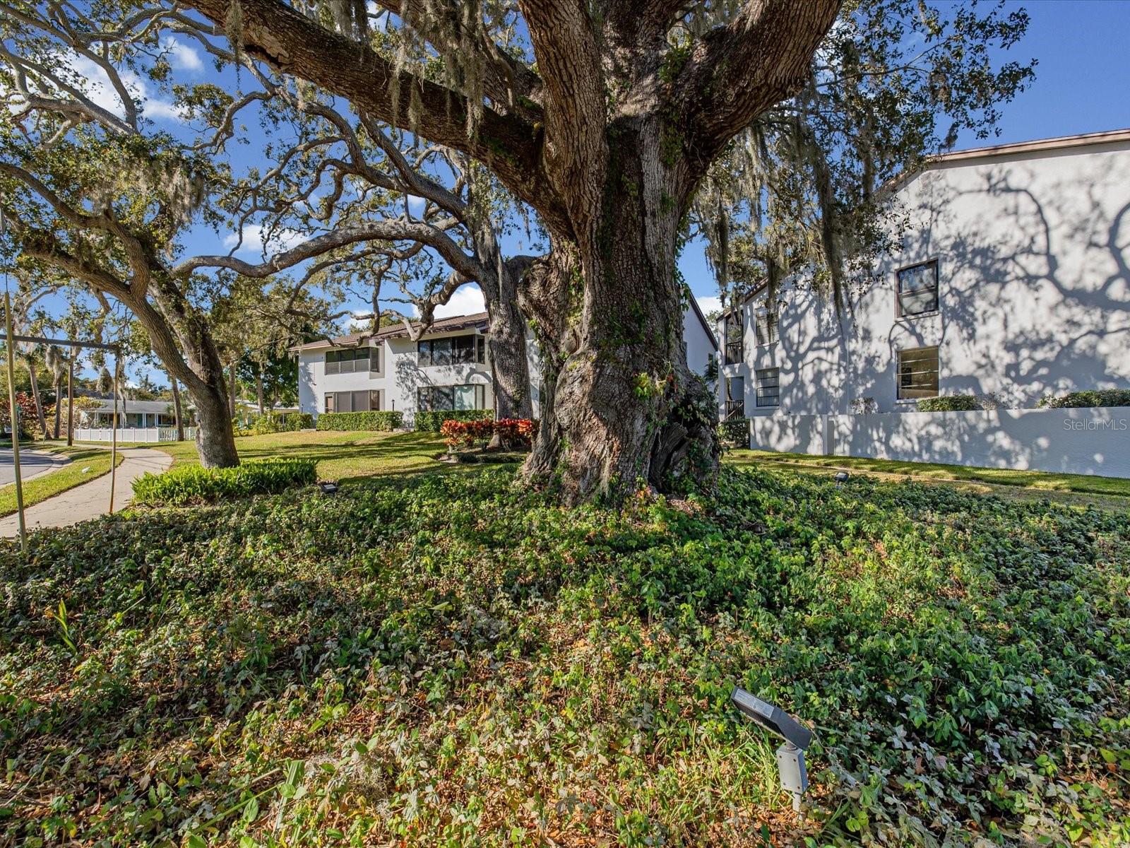 Historical Lovers Oak Tree 200 yrs old right in your front yard!