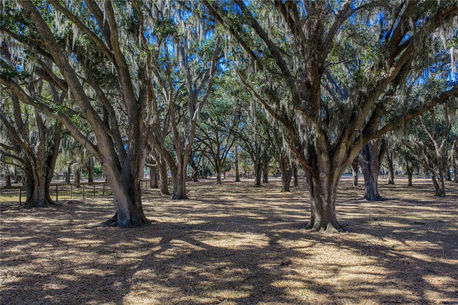 Beautiful Oaks provide privacy from the street