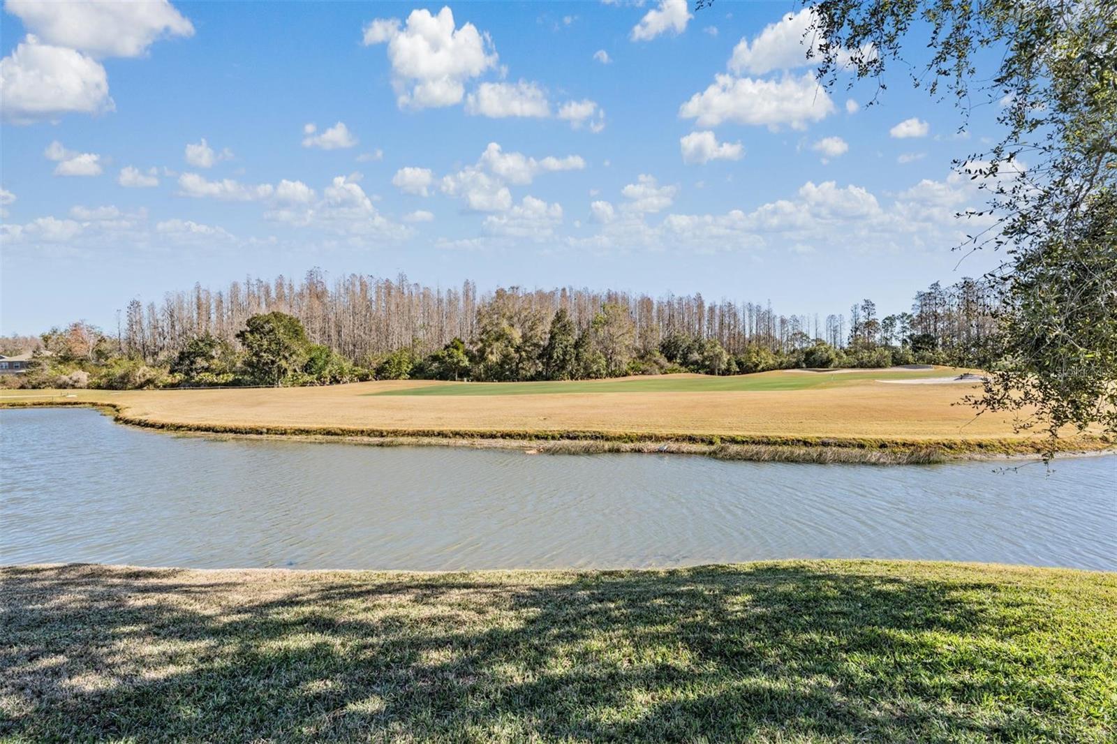 Yard between Pool and Pond