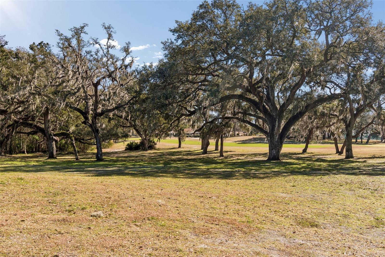 View from the backyard
